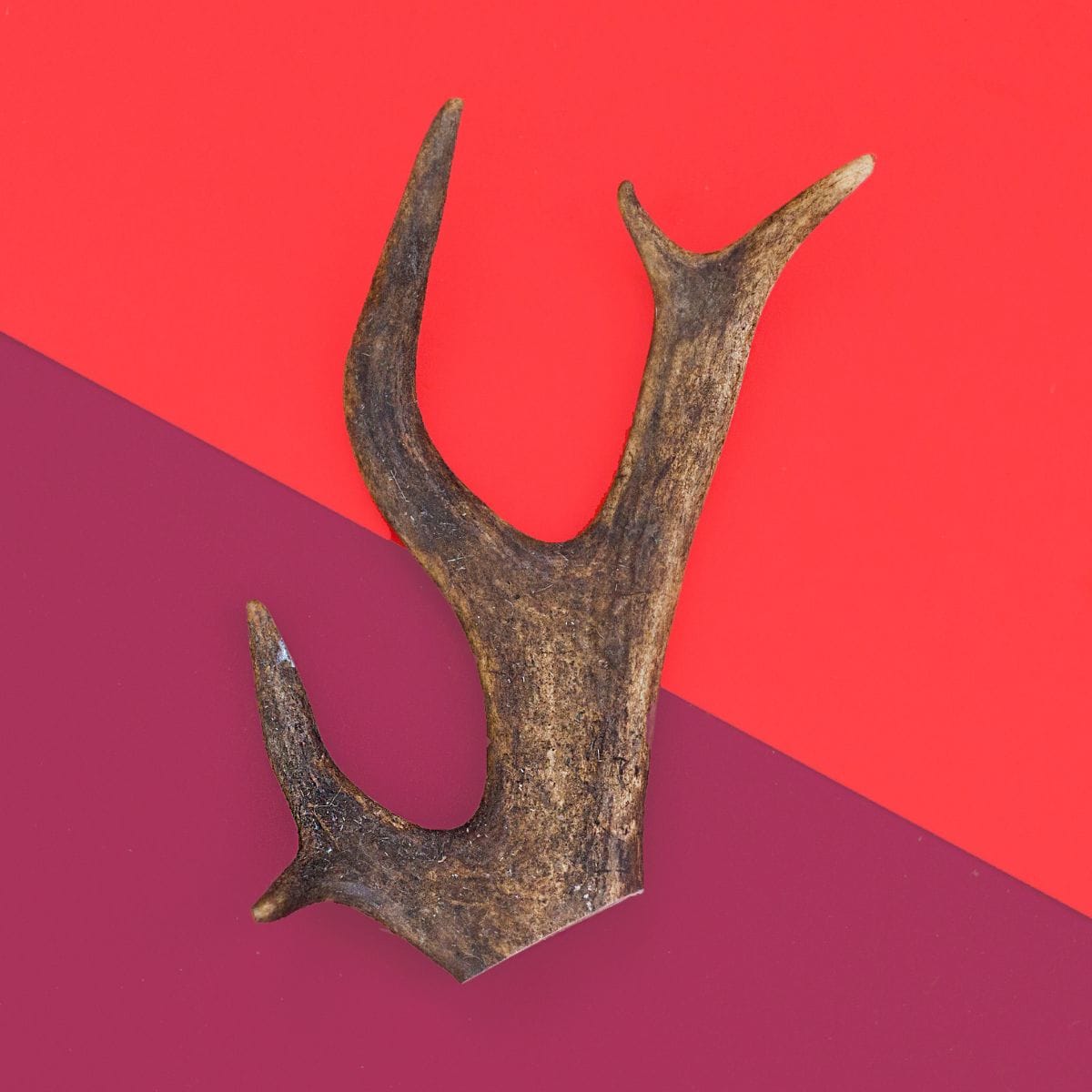 Natural Deer Antler Dog Chew