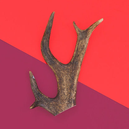 Natural Deer Antler Dog Chew