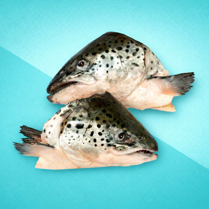 2 Salmon Heads