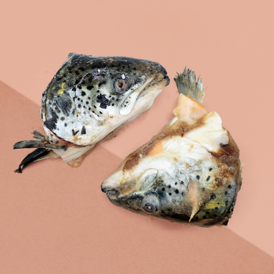 2 Salmon Heads