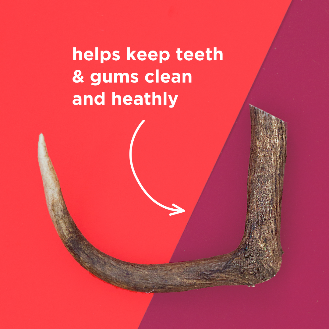 Natural Deer Antler Dog Chew