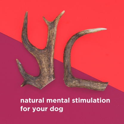 Natural Deer Antler Dog Chew