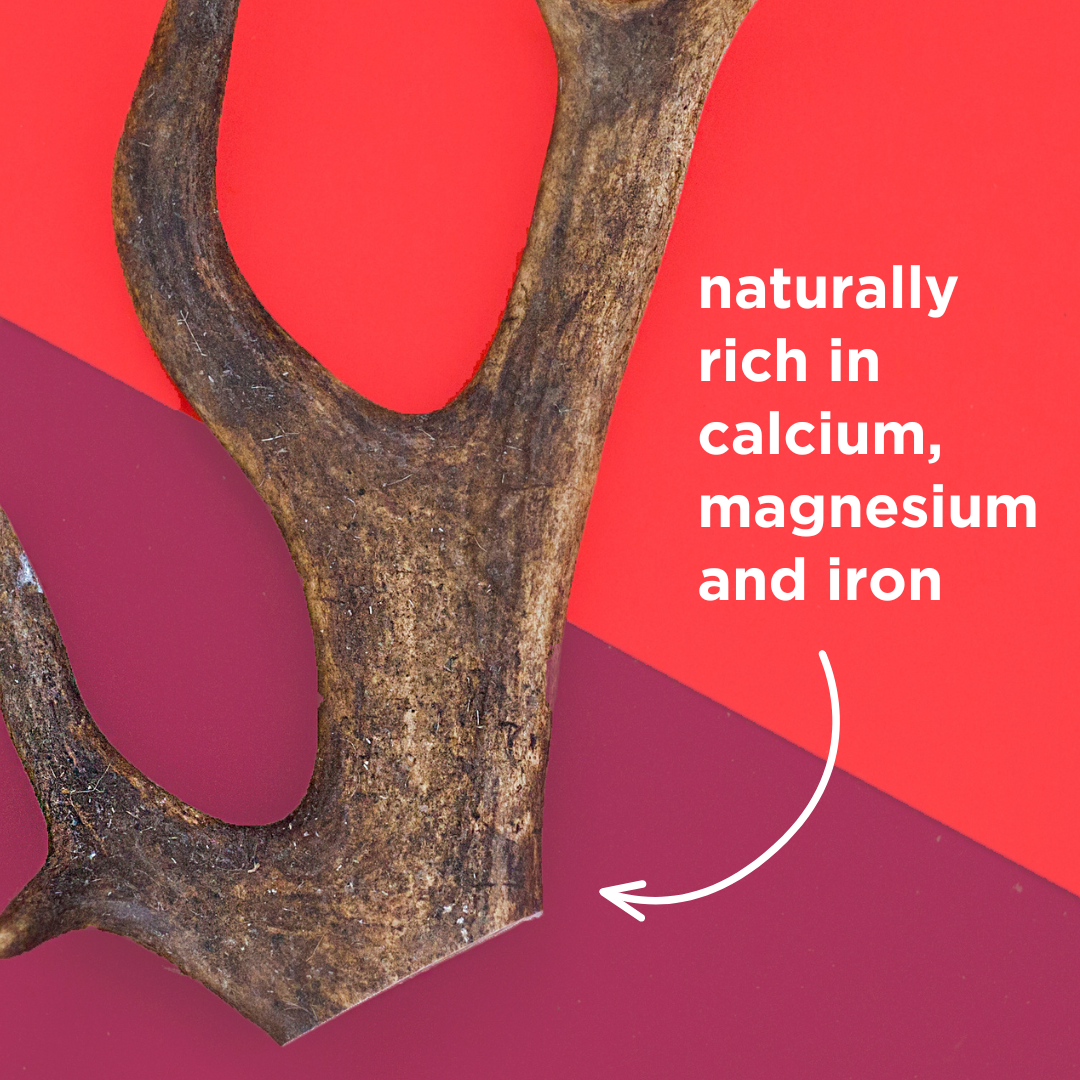 Natural Deer Antler Dog Chew
