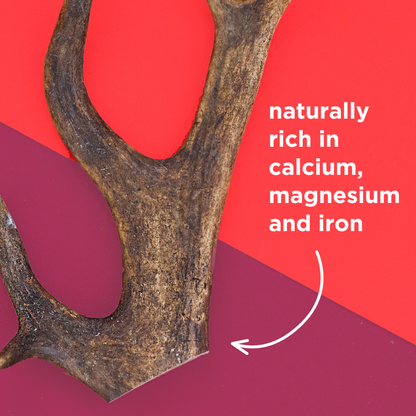 Natural Deer Antler Dog Chew
