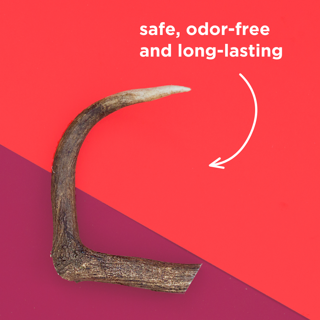 Natural Deer Antler Dog Chew